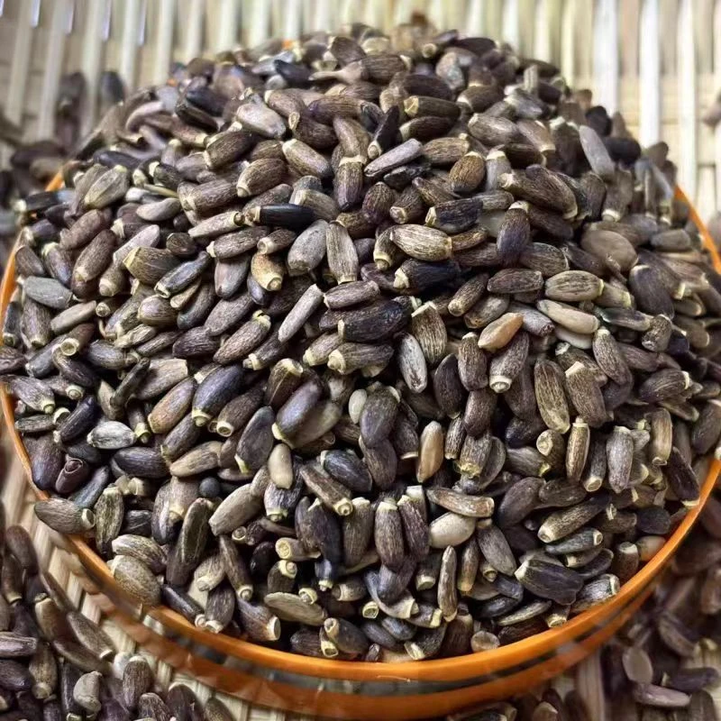 蘭天加杰 云南大山 水飞蓟