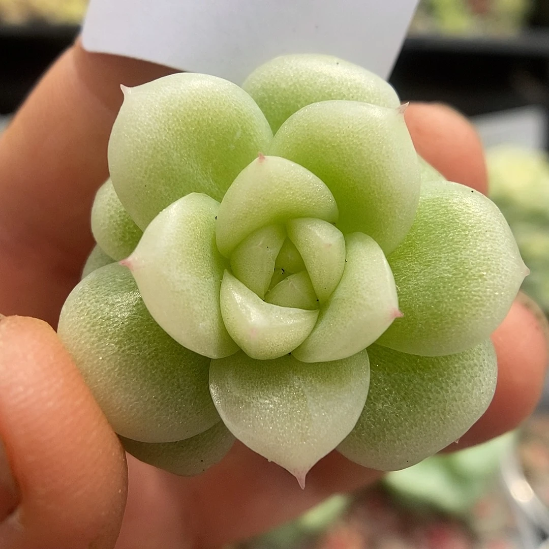 一物一拍一物一拍925-687