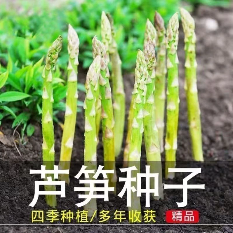 芦笋种子四季种植蔬菜绿芦笋种籽耐热营养蔬菜种子商品图