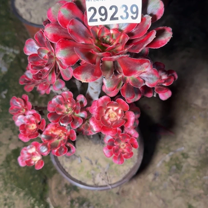 29239南香奈儿多肉植物