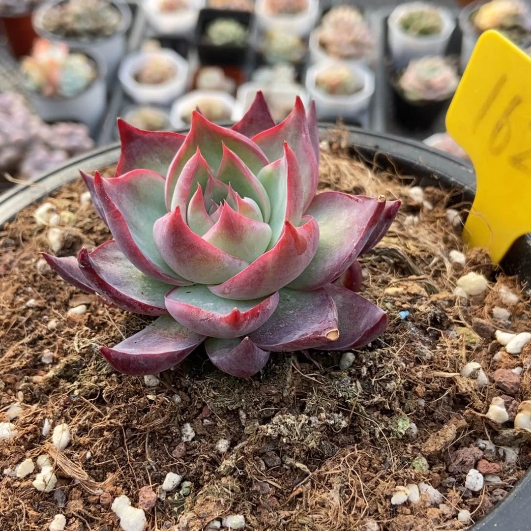 1625惊鸿仙子多肉植物