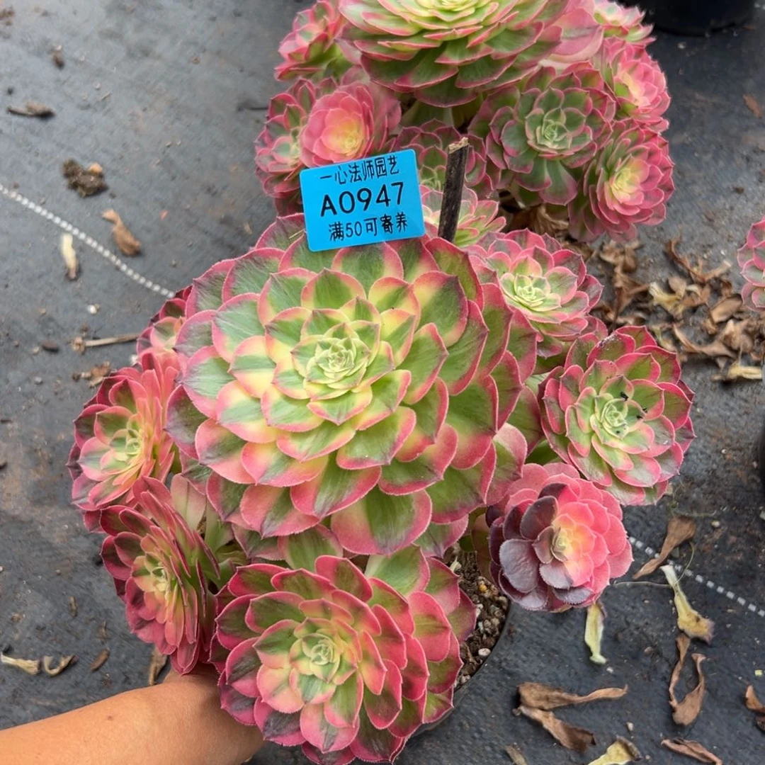 0947多肉植物，伯爵的妈