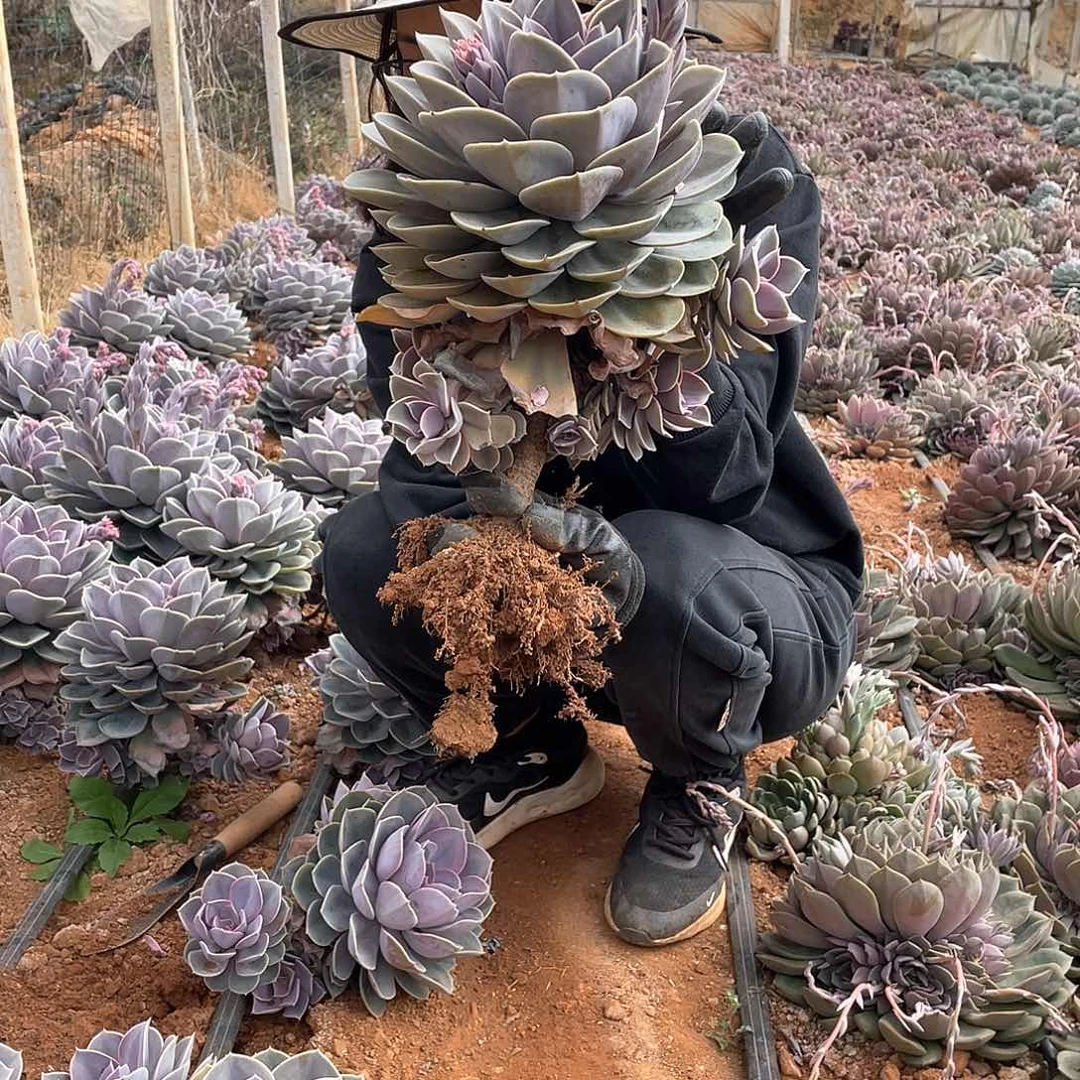 大群紫珍珠58米 量拍多肉