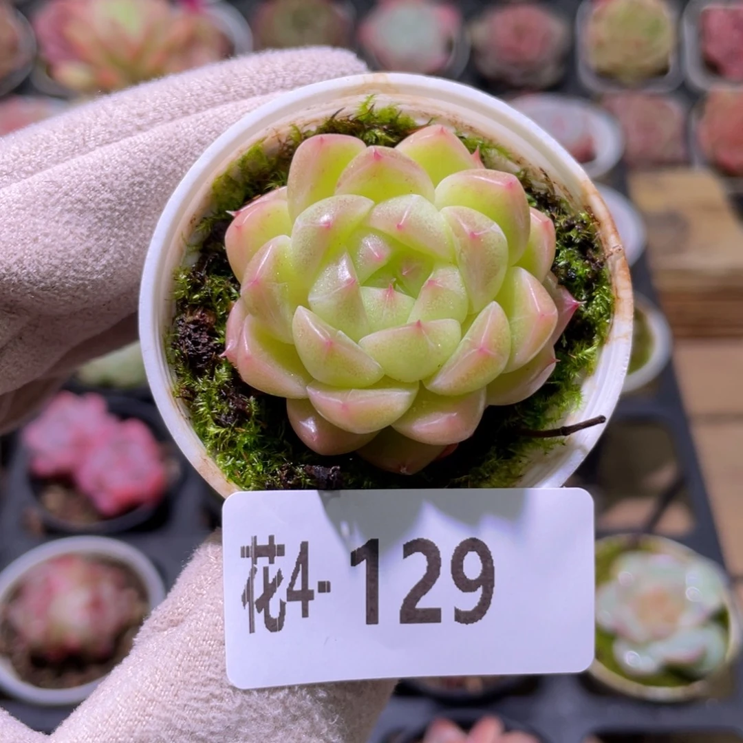 花利美4-129麦秆单头