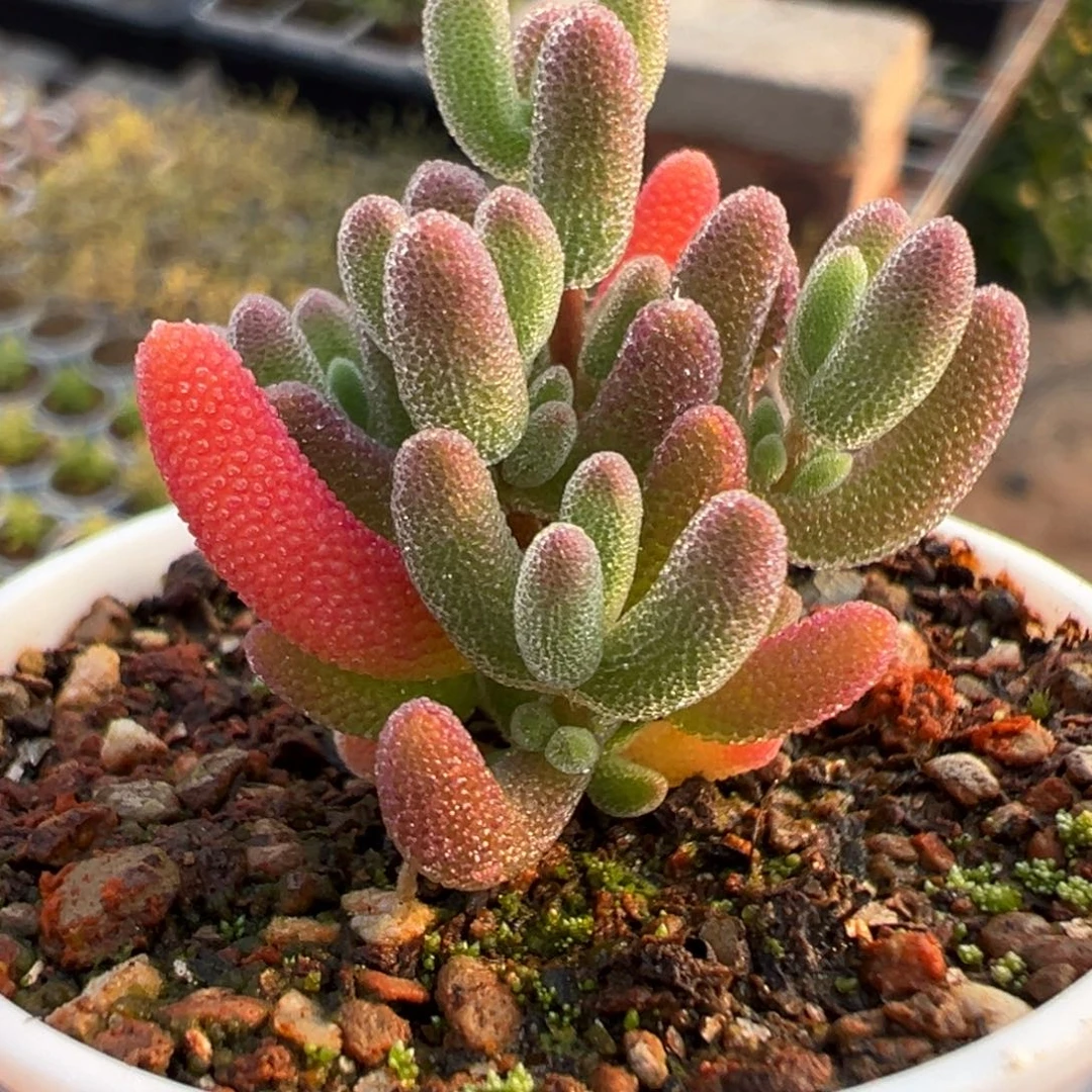 小***…28-743专拍红叶优选