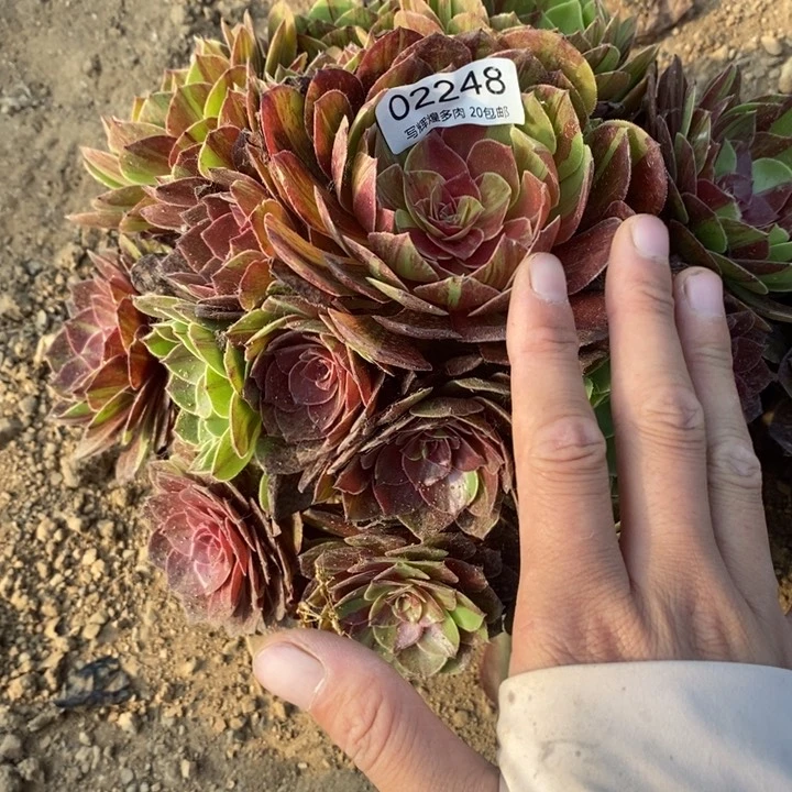 02248花月夜多肉植物