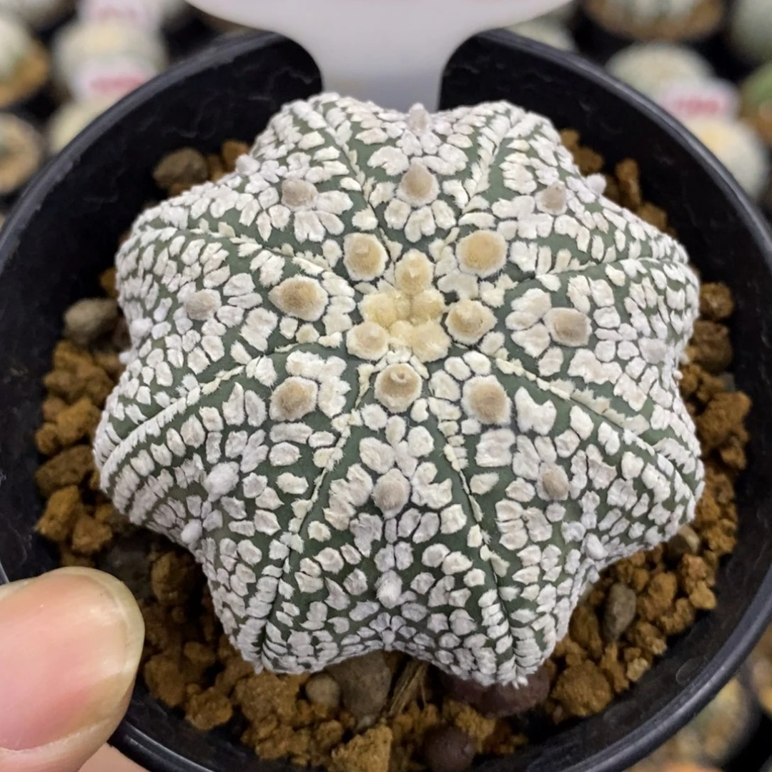 628浓白海星超兜福利