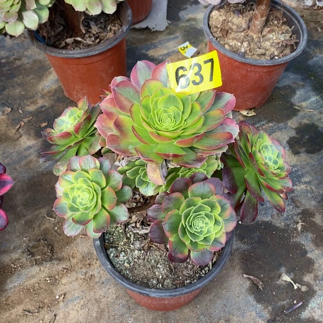 奶白多肉法师637