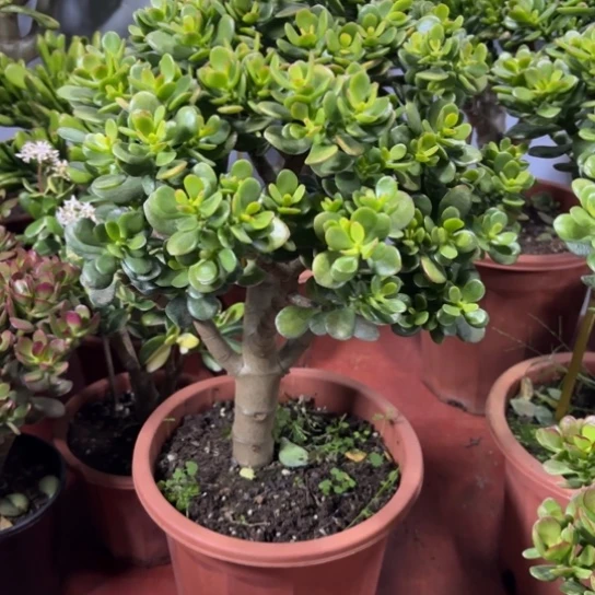 0962摇钱树脱土发货