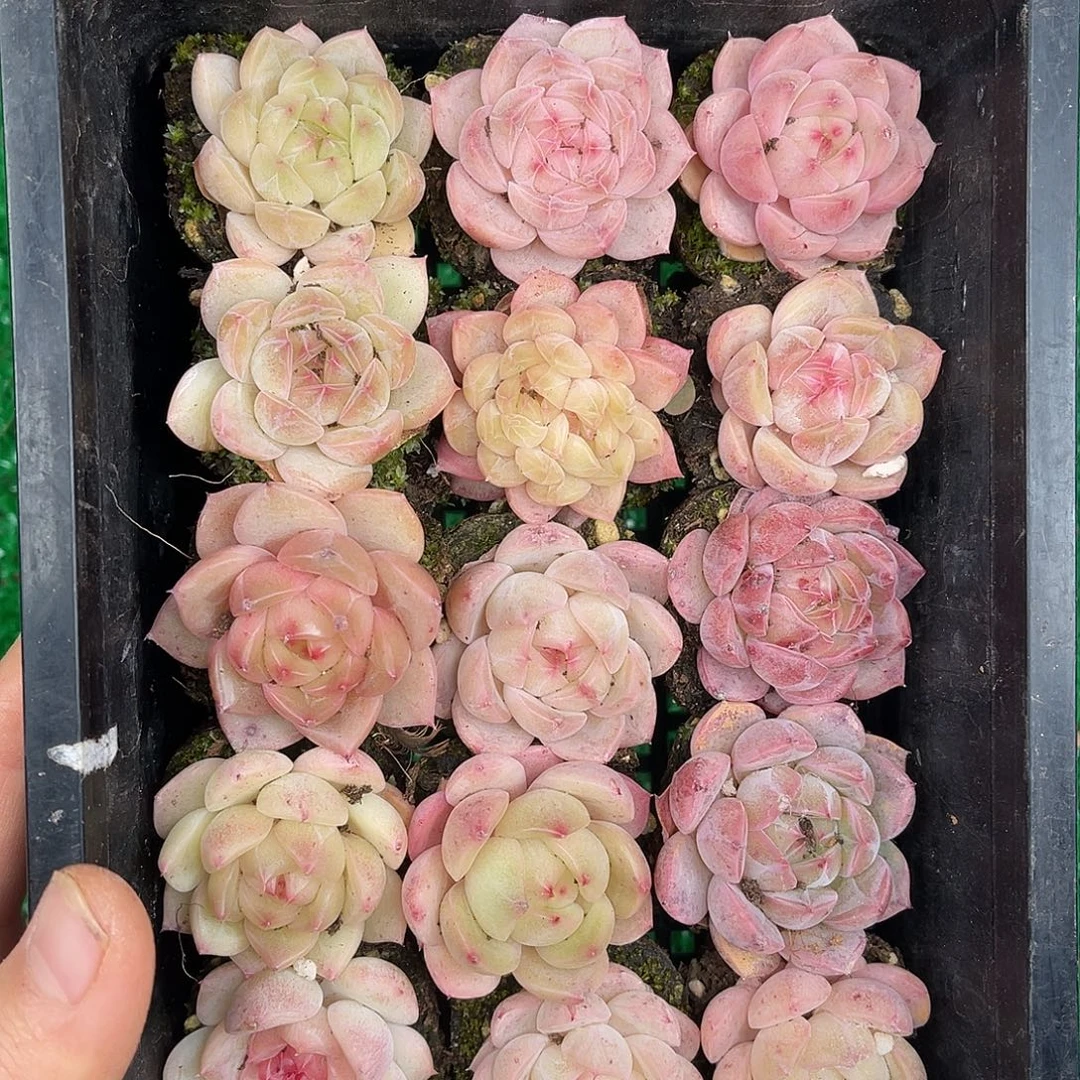 多肉一物一拍26-68