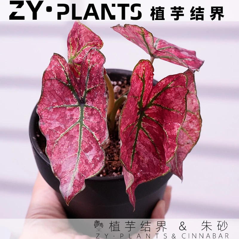 「植芋结界」朱砂彩叶芋育苗盆彩叶芋INS风观叶稀热带耐热植物盆栽