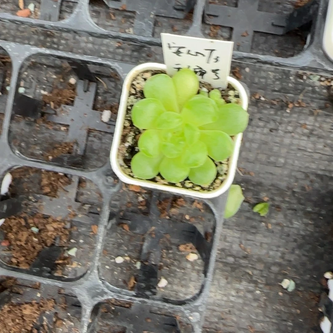 灯泡甜心中苗6床盆一个满25包邮