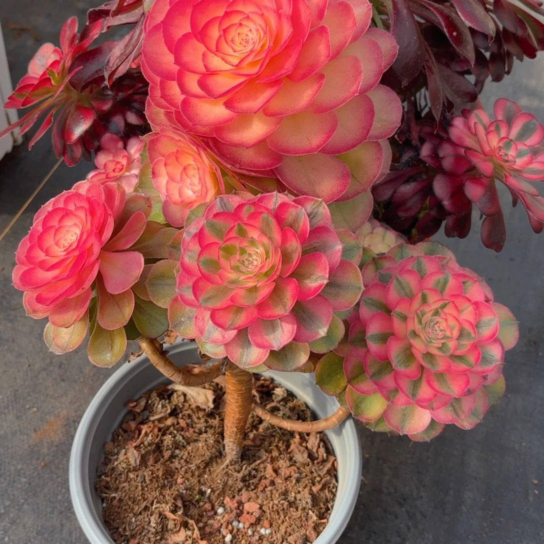 6****赞123  545多肉