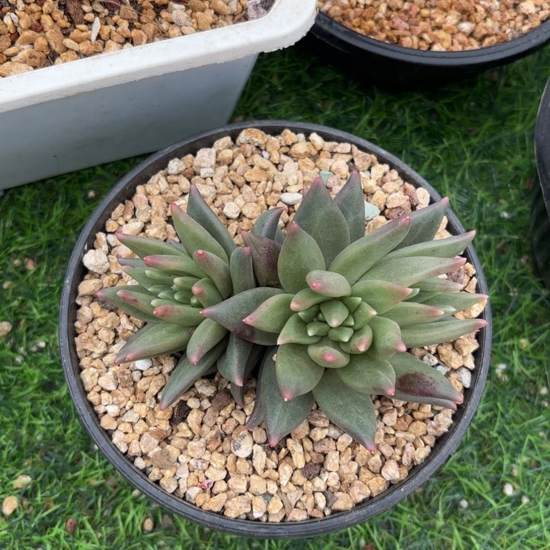 布丁美人多肉888888888888