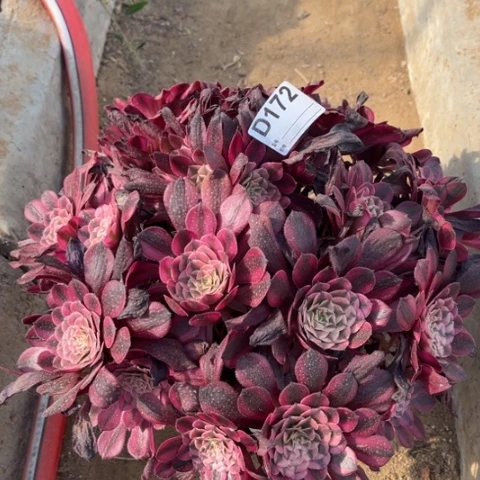 多肉植物黑筒白丛林