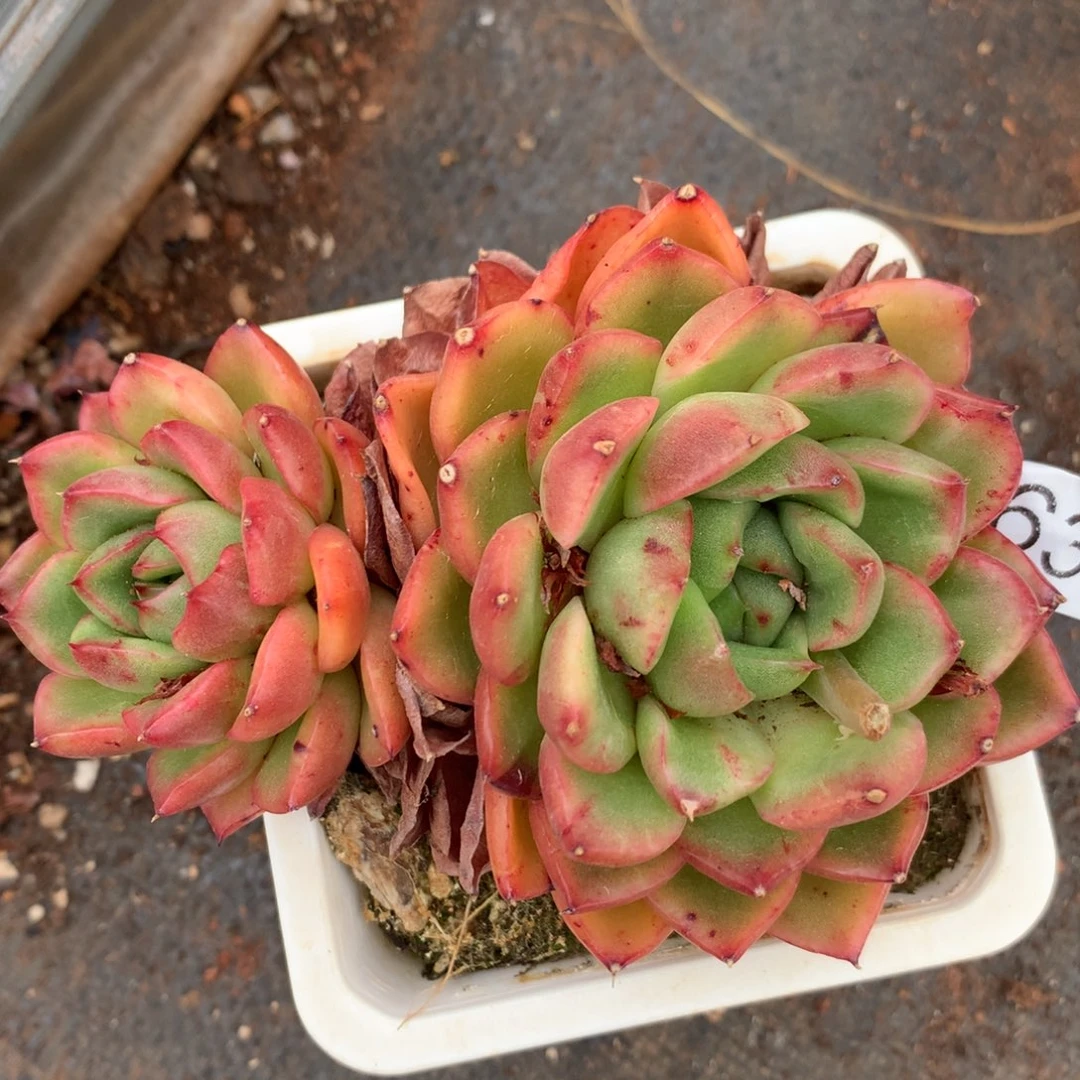 6363杂交精品基地11厘米