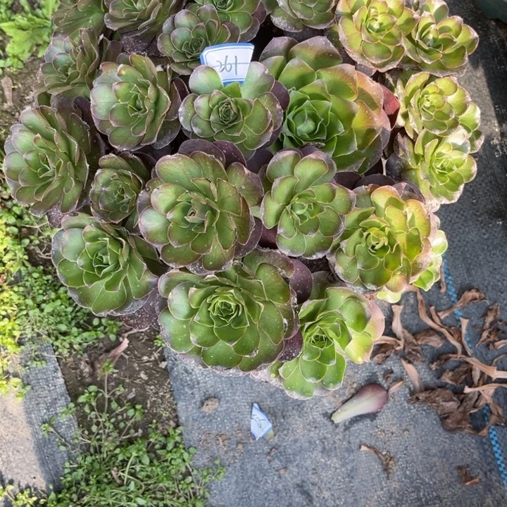 261金金金多肉植物法师