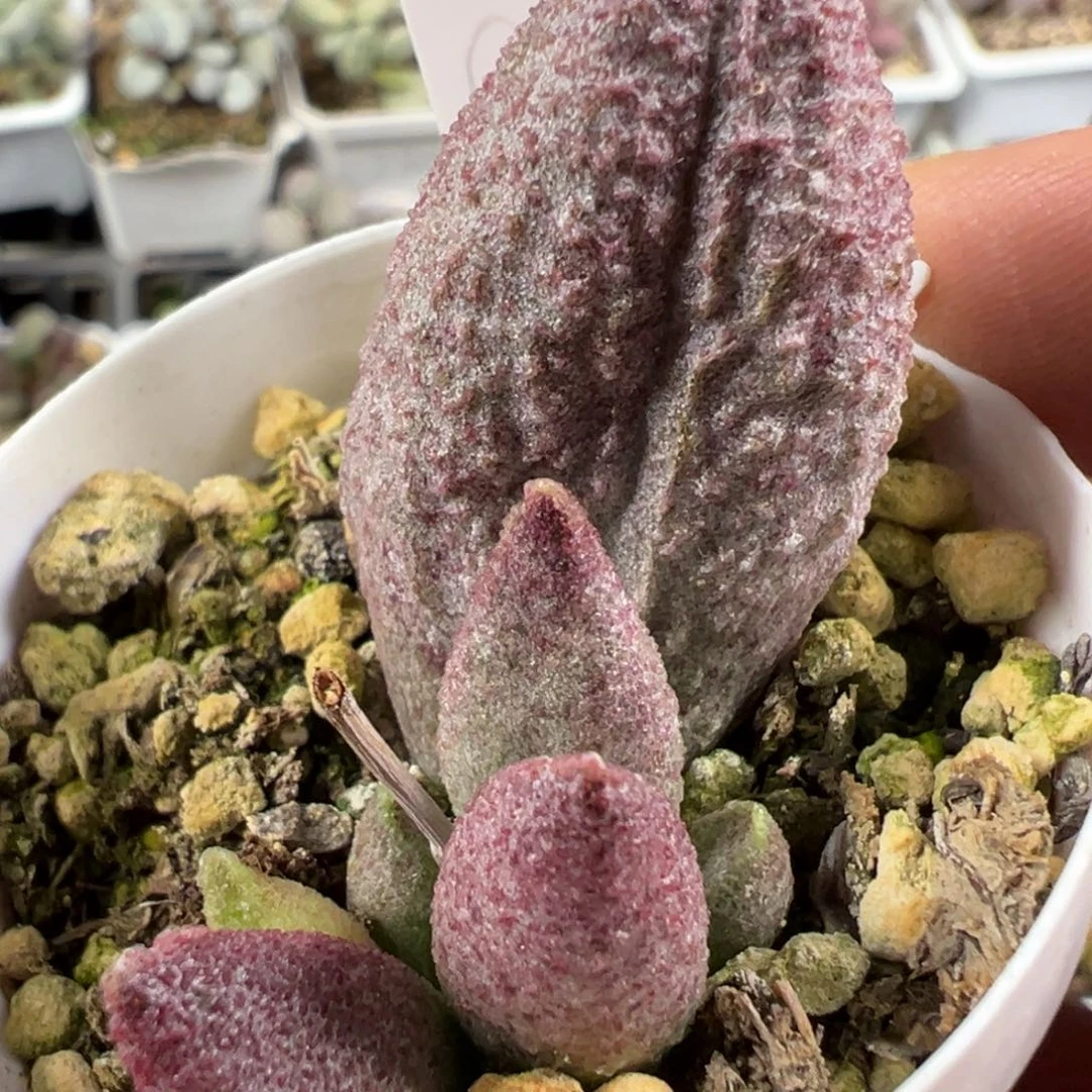 猪杂新品多肉植物水泡