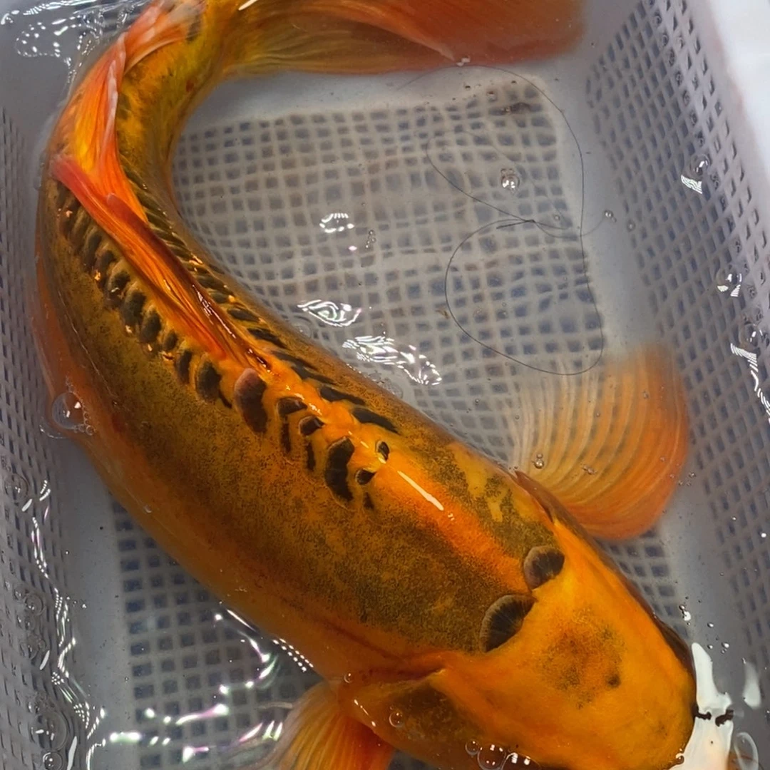 海水鱼锦鲤（无开箱视频不售后）