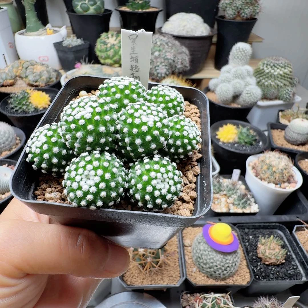 长***及实生短豪刺明星脱土发货