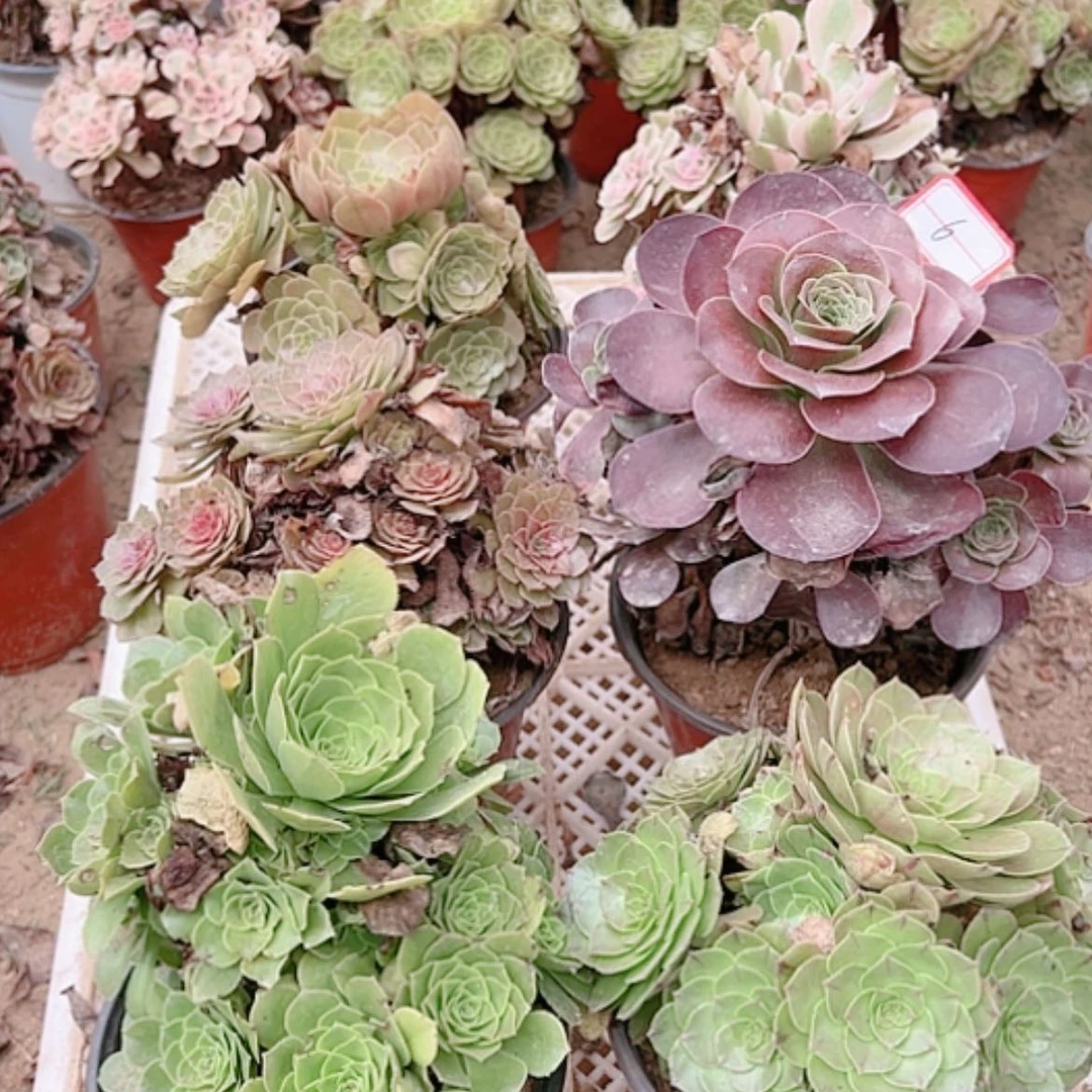 【闪购商品】无花朵木*6号套餐6颗断枝不包
