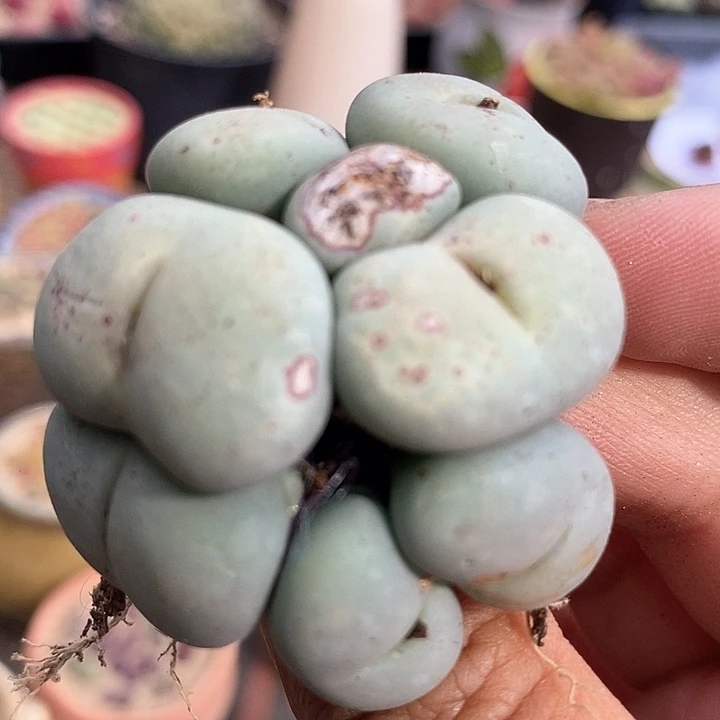 3534大嘴小红嘴一颗