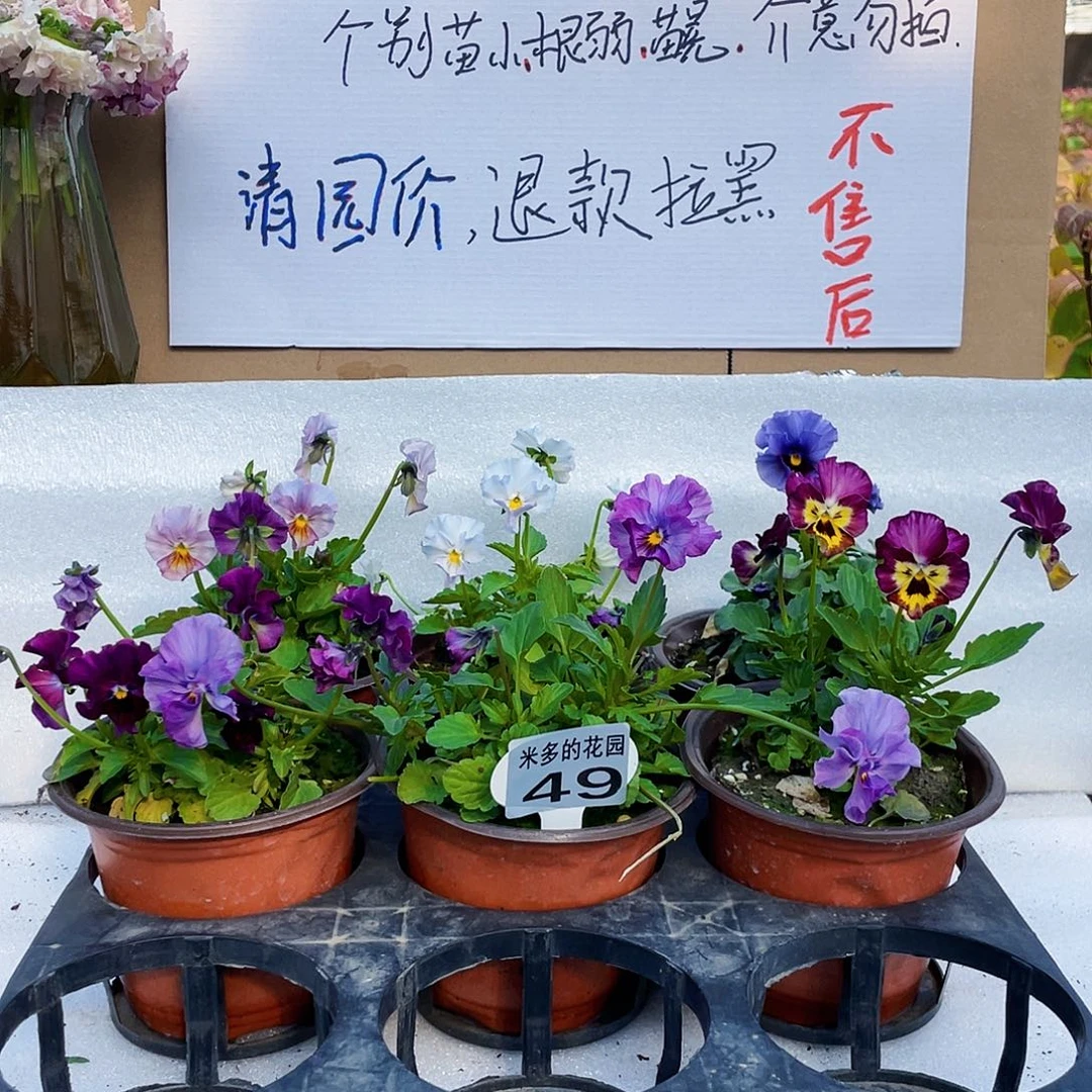 大部分花苞少量开放49