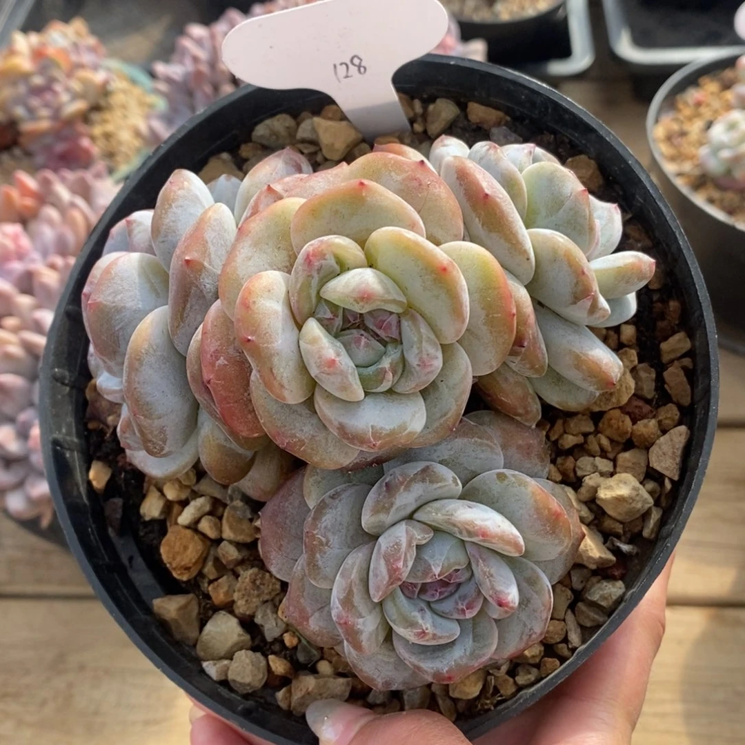 四头短肥圆大肥包子