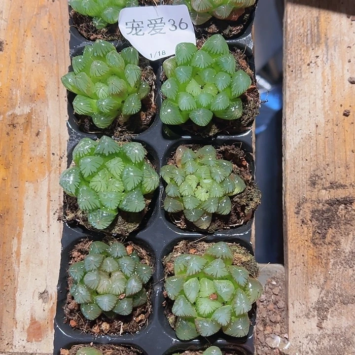 直播福利一物一拍36