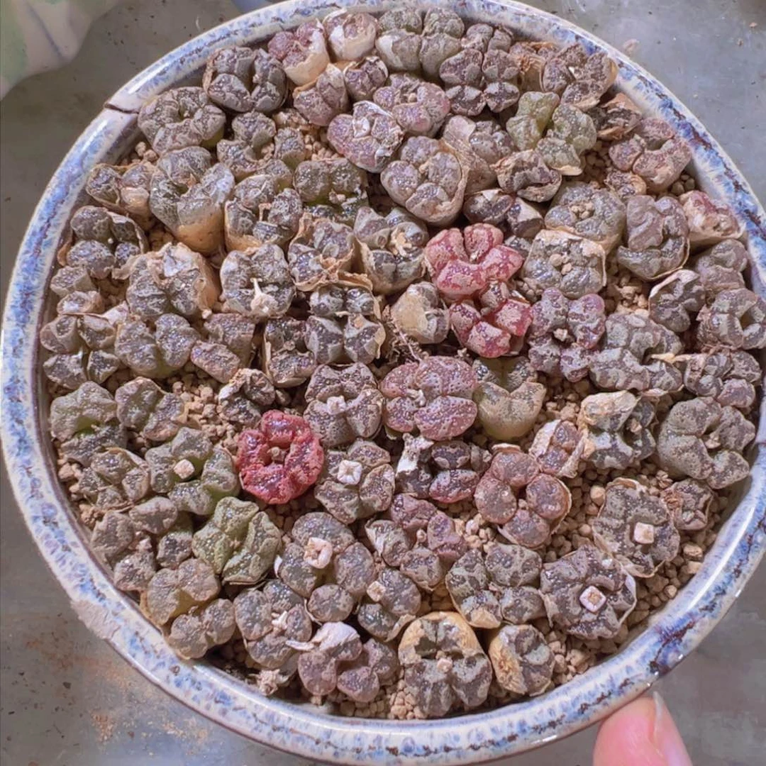 量拍蝴蝶勋章15头，按老头算