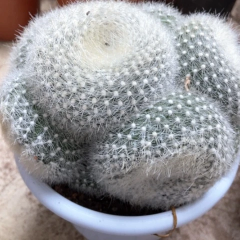 白雪光仙人球25米仙人球