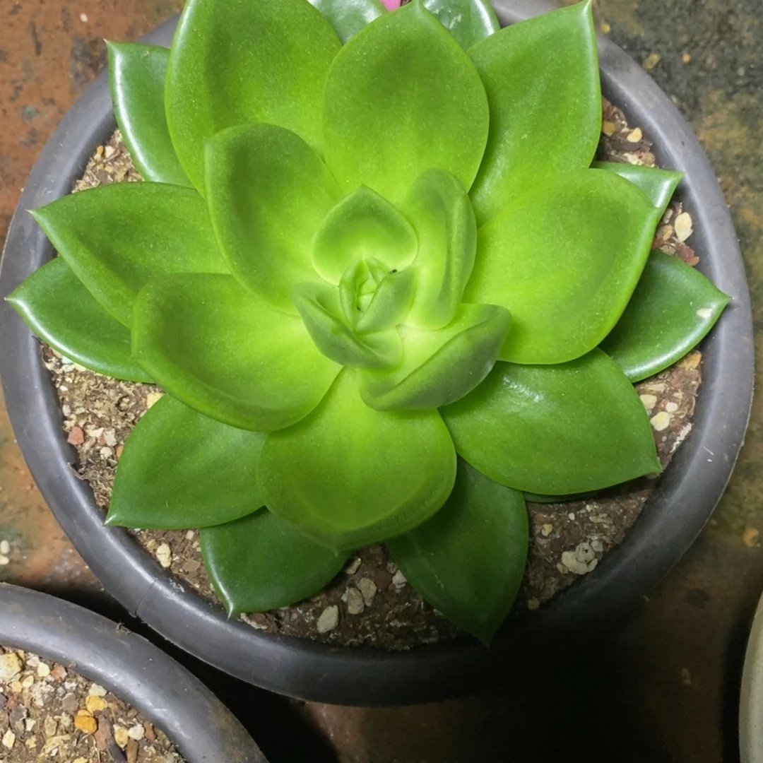勿***我x054-多肉植物 翠花