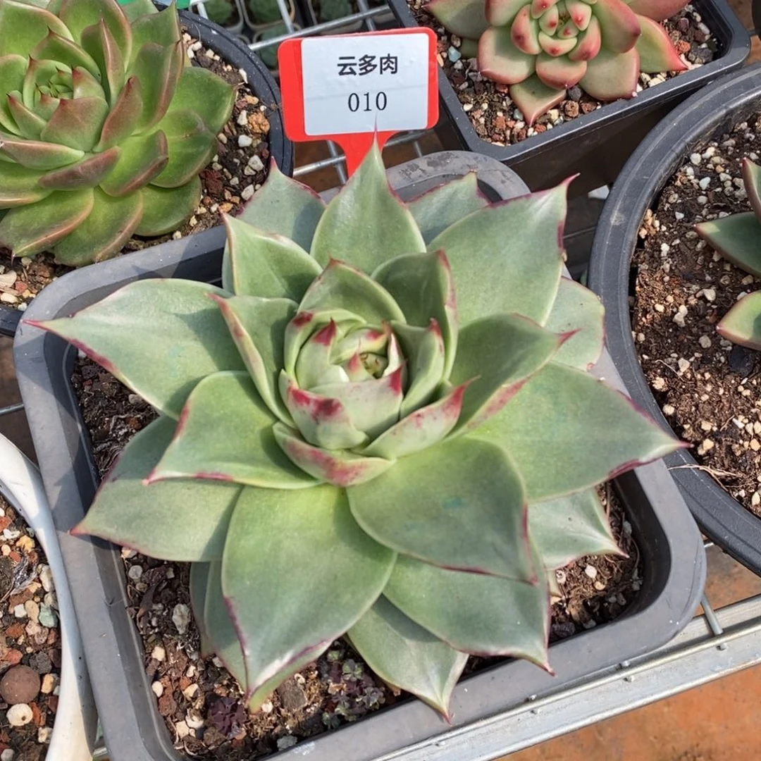 x010-直播福利 蓝龙变异