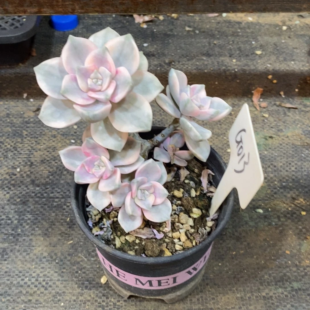 菖***蒲自然科学是指通过科学方法和