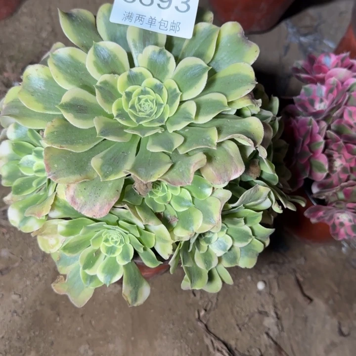 8893绿豆沙多肉植物