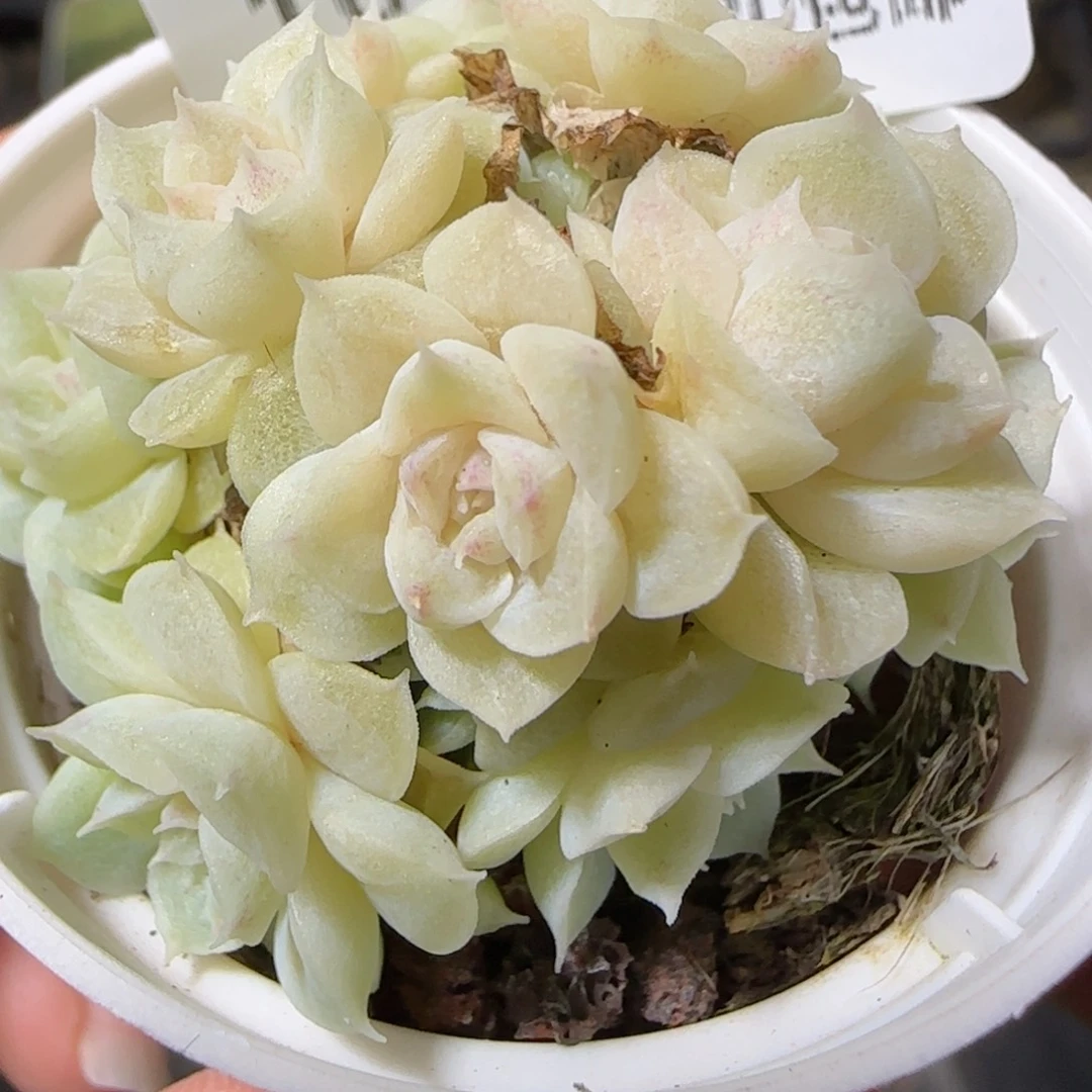 花语逸镜1026-161散