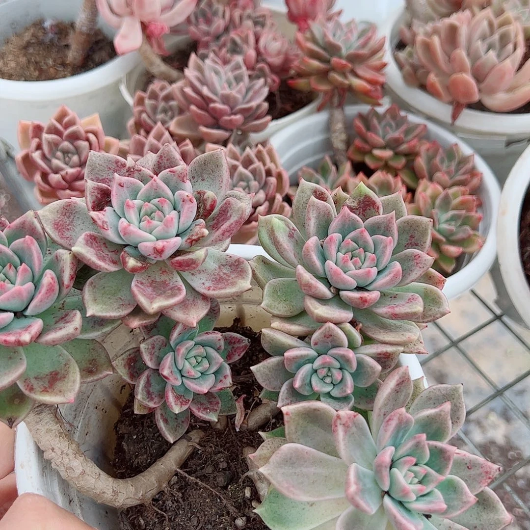 绚丽璀璨多头精控三盆