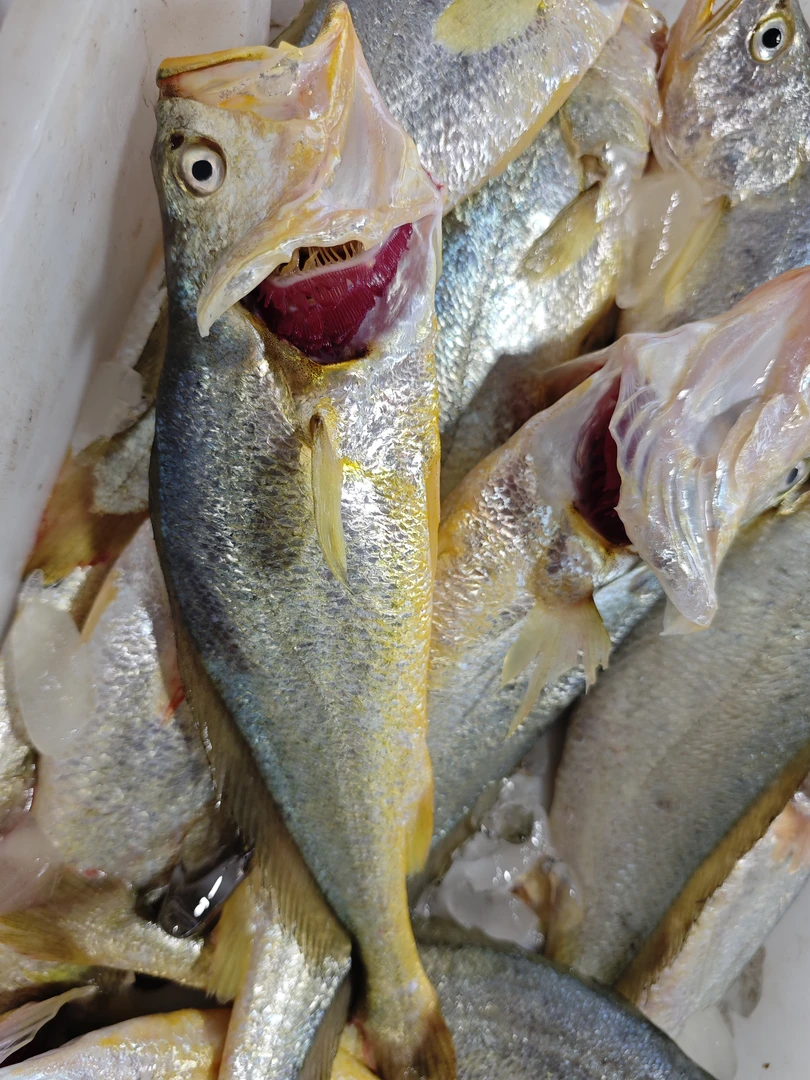 福建定海湾小小黄瓜鱼）3斤一单（冻发）1斤合计10只以内