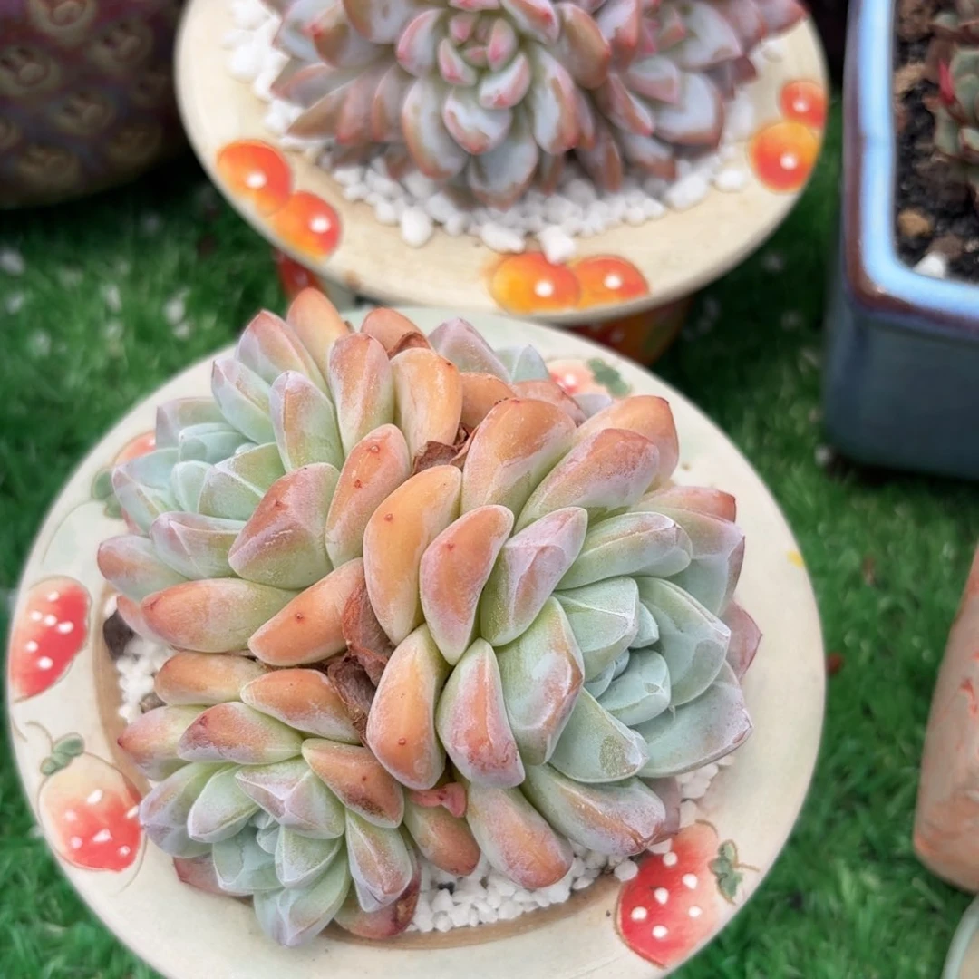 冰玉带盆多肉植物