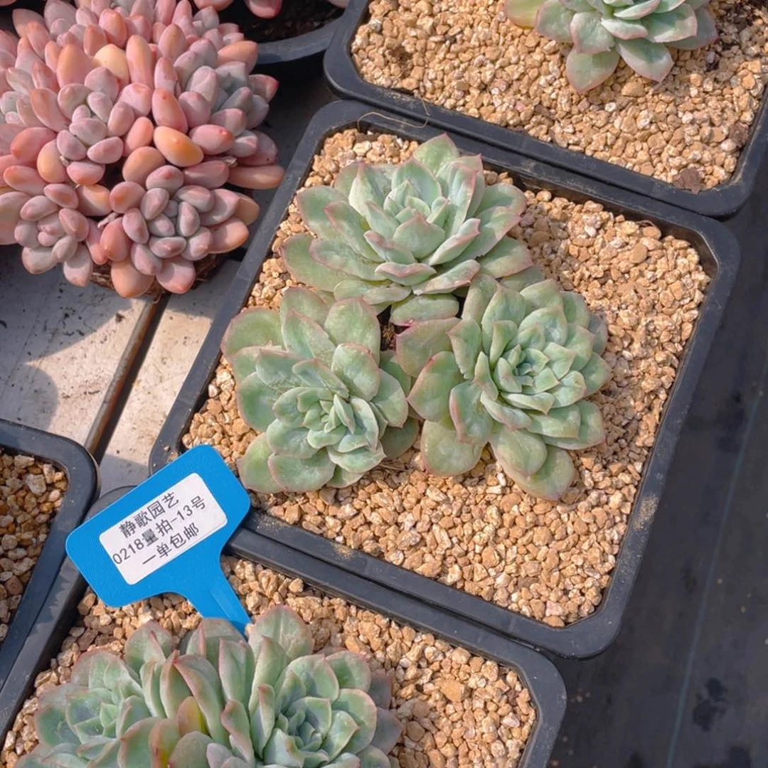 0218-13-泡泡纱裙大群福利一颗