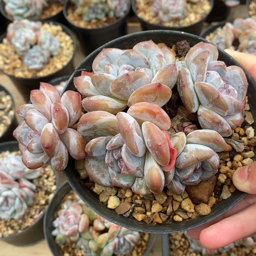 五头绿底紫心短圆肥