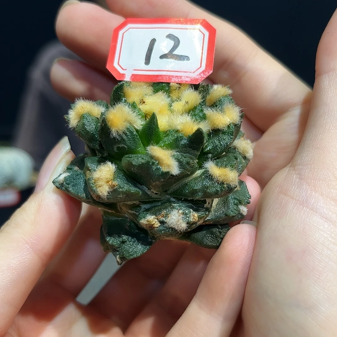 12号6cm自根好好龙博牡丹萝卜根