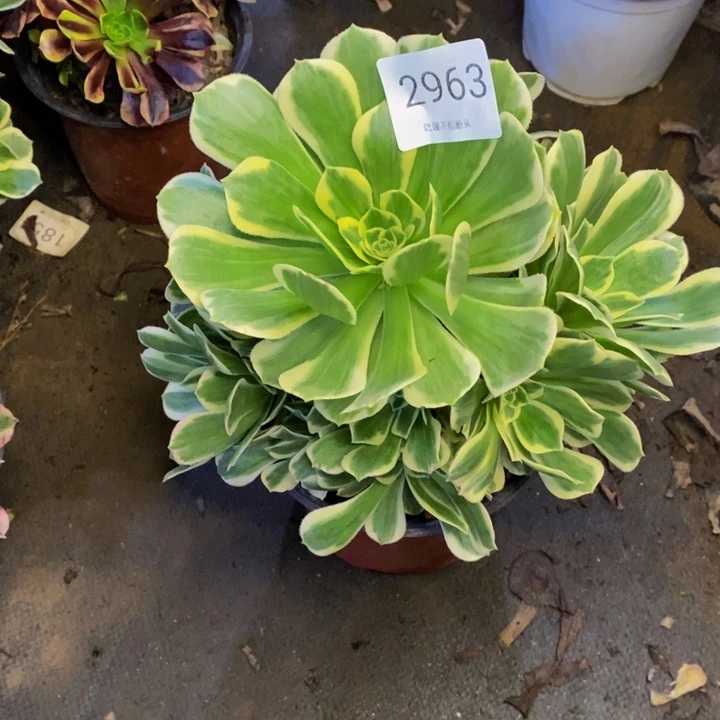 迈巴赫多肉断头不包2963