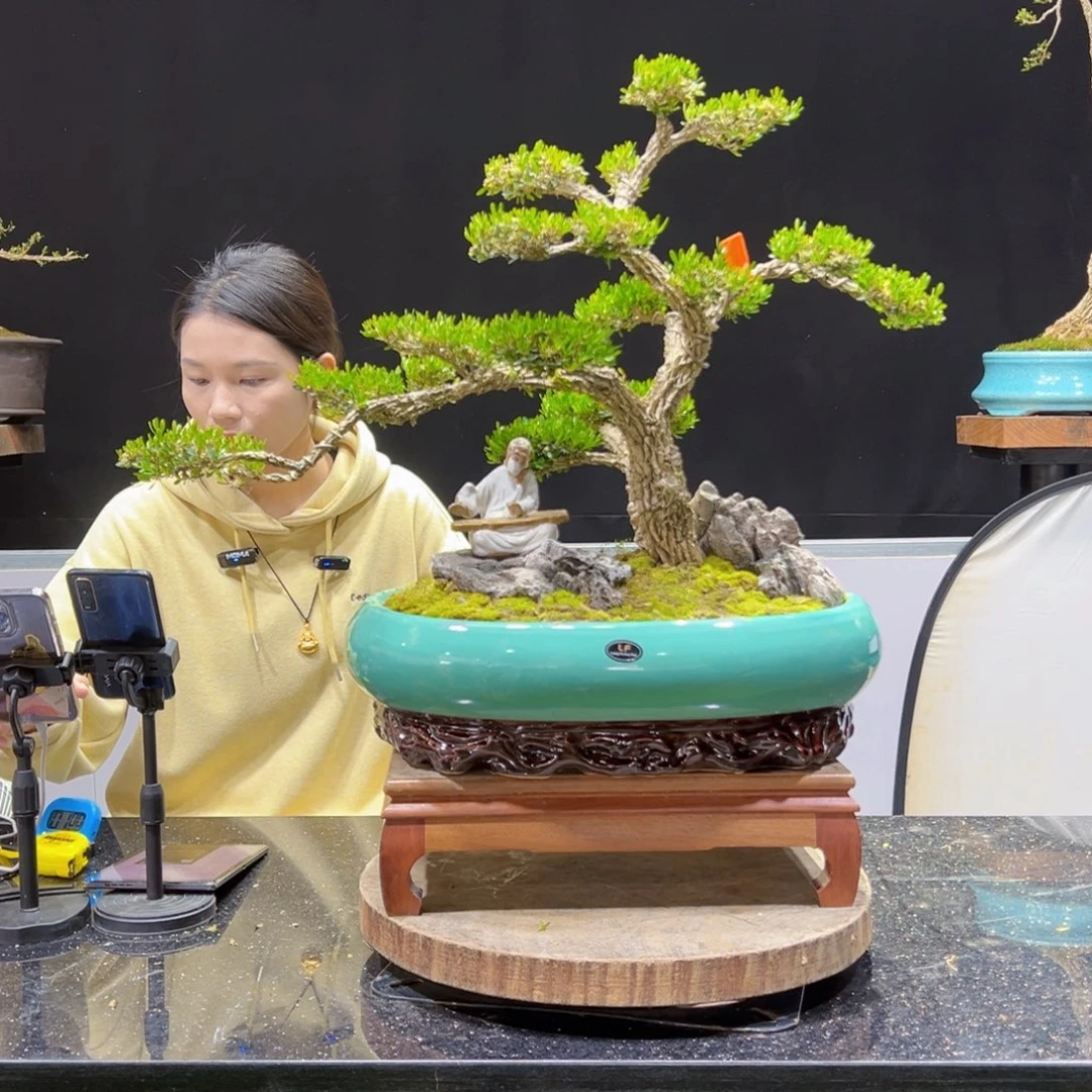 黄杨盆景老桩四季长青