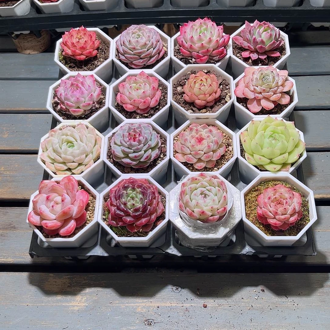 木16颗24.9 7cm口径白八角盆含盆含土量拍随机发货