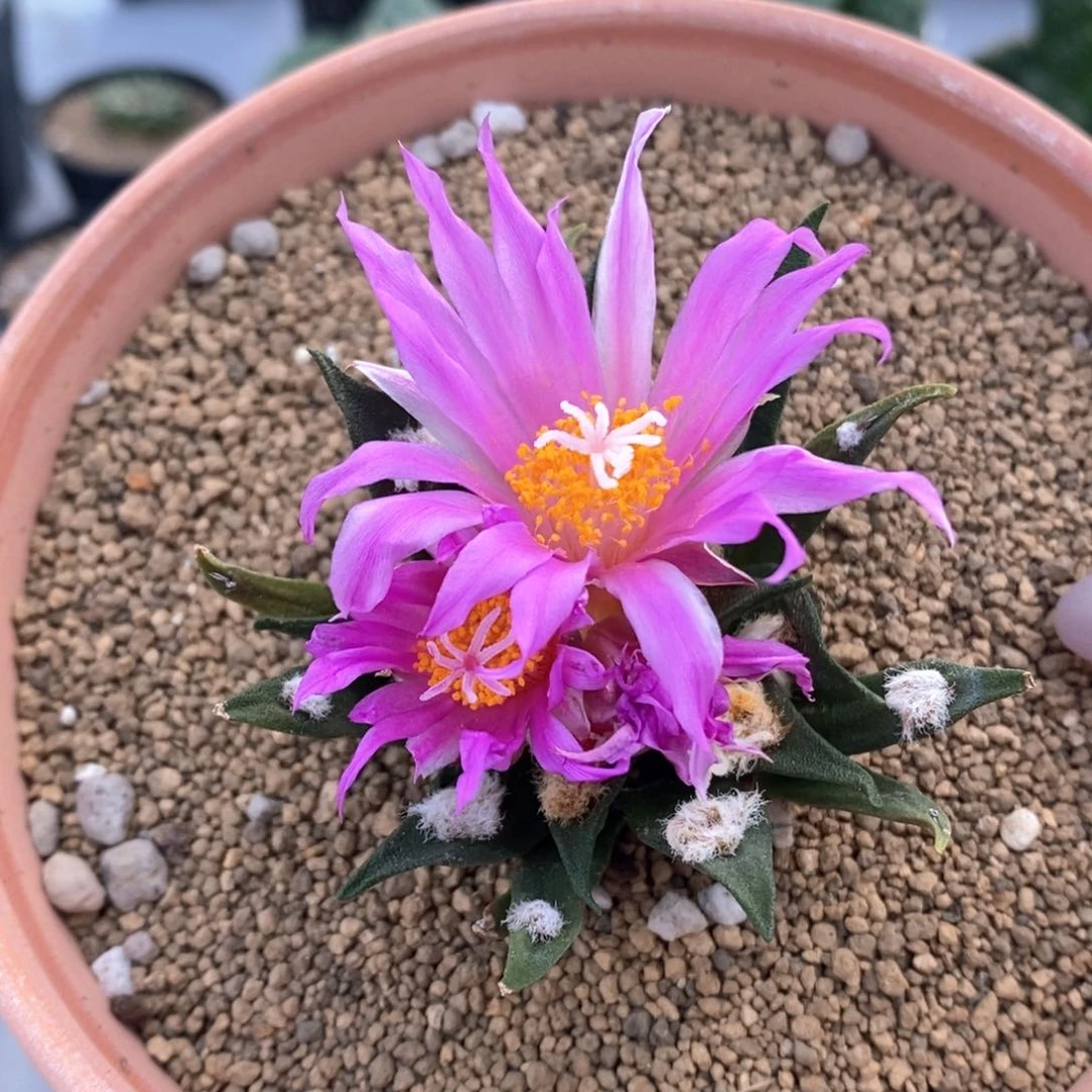 龙舌兰牡丹爆花神器