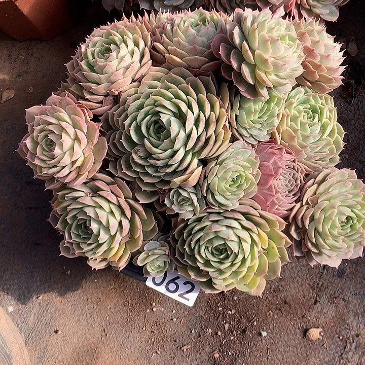 062昂斯诺 一物一拍多肉