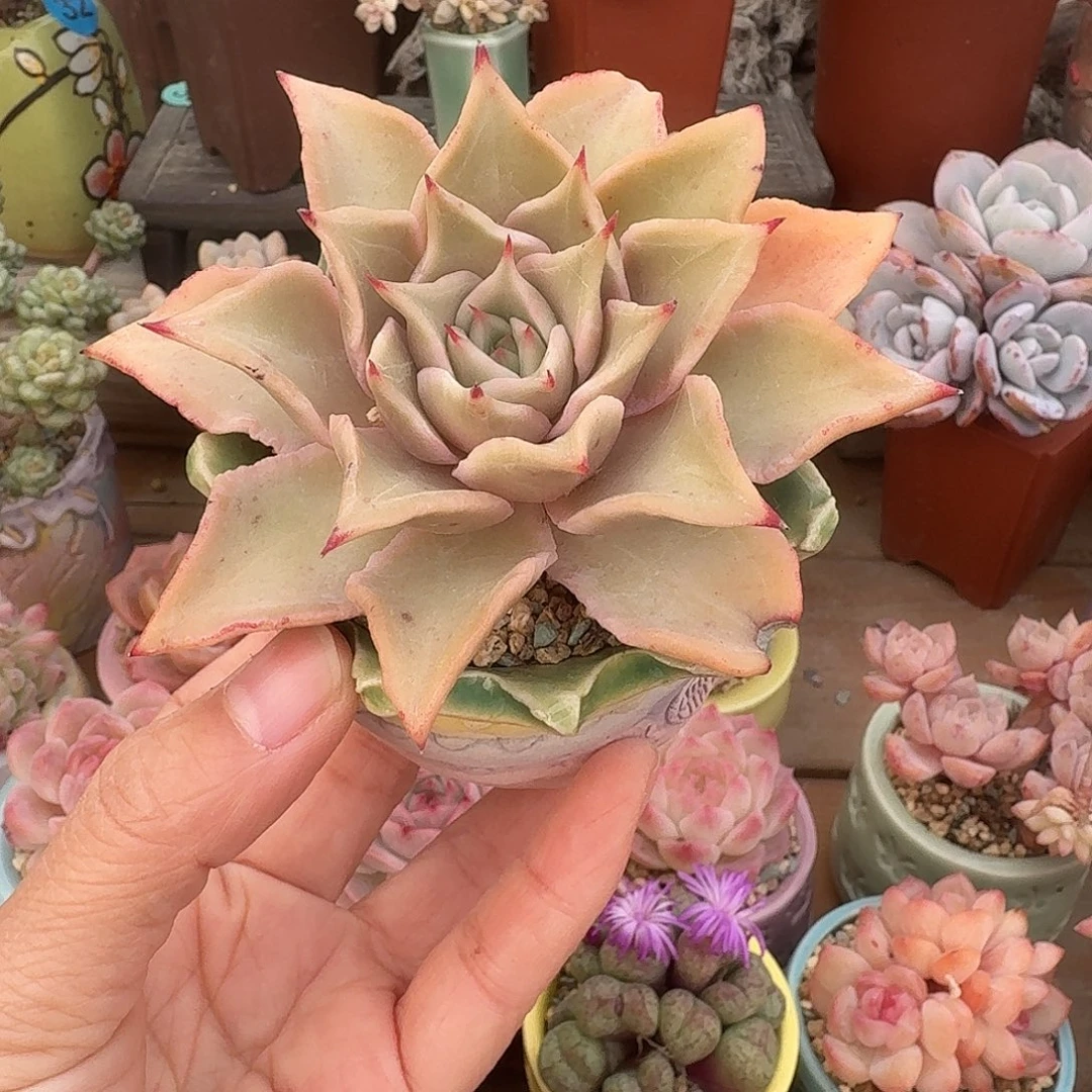 饺子皮 多肉含盆土 一物一拍