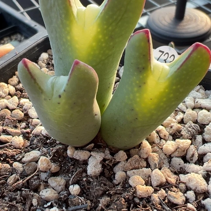 733号11111111111111111