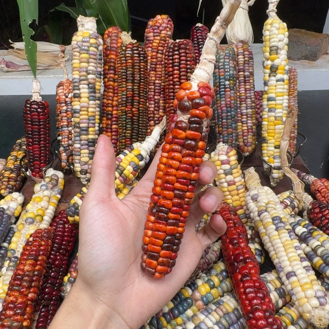 笨***勋吊坠柏香籽/百香籽